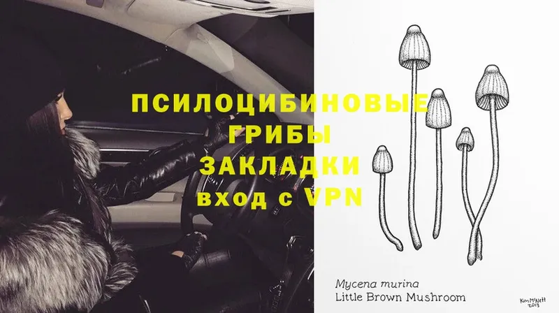 Псилоцибиновые грибы Magic Shrooms  Михайловск 